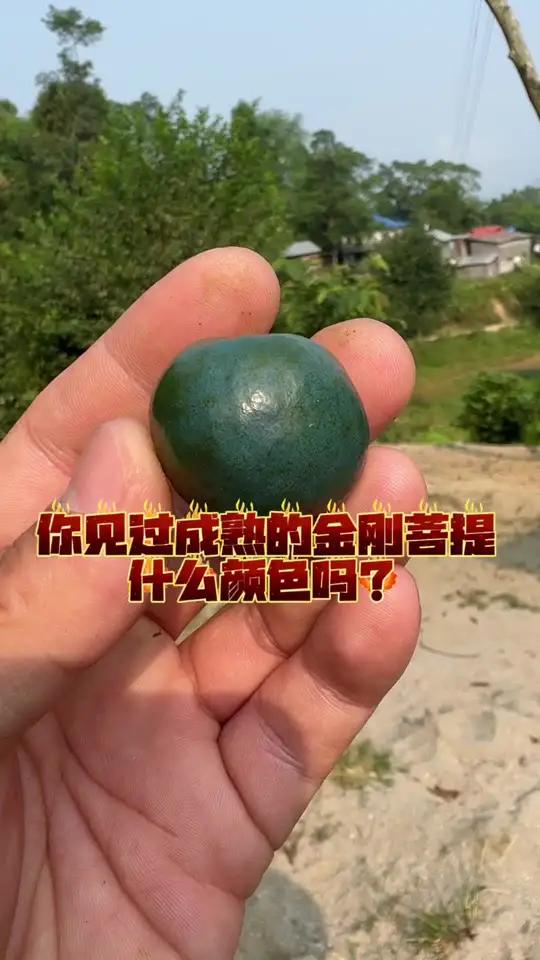 金刚菩提果实能吃吗图片