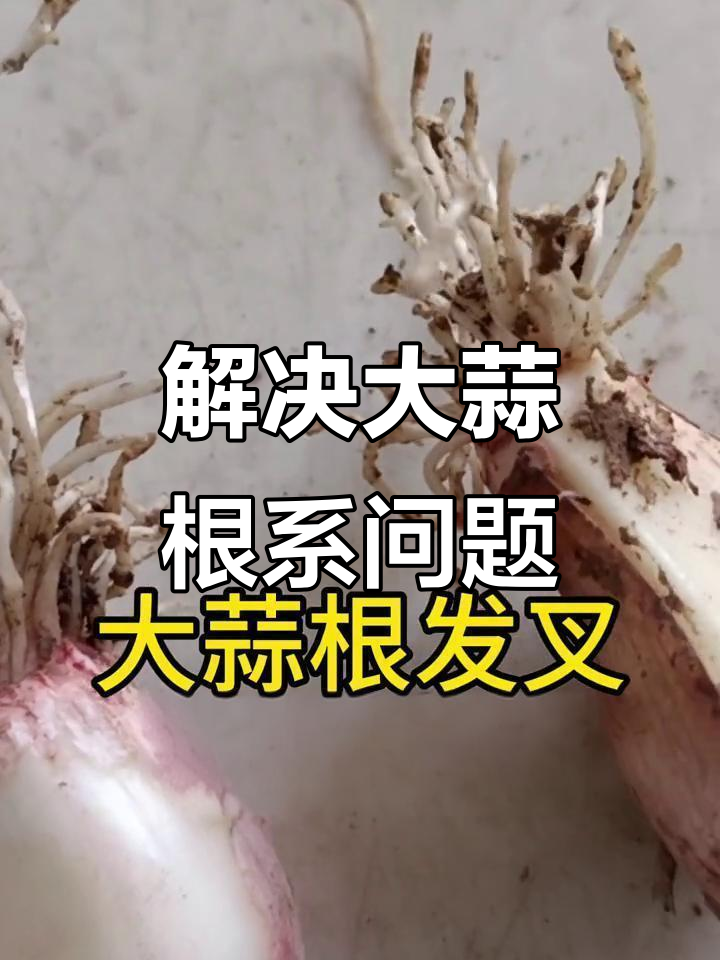大蒜根发叉原因及解决方法