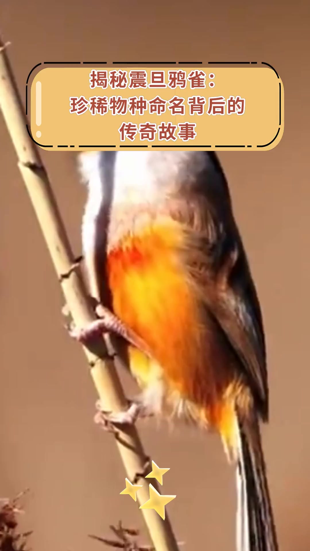 揭秘震旦鸦雀:珍稀物种命名背后的,传奇故事
