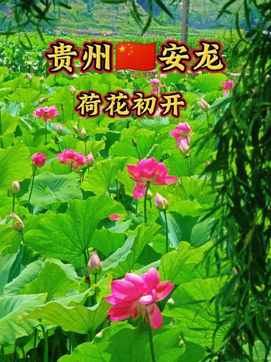 黔航文旅加油之城美美安龙招堤荷花池荷花荷塘美景