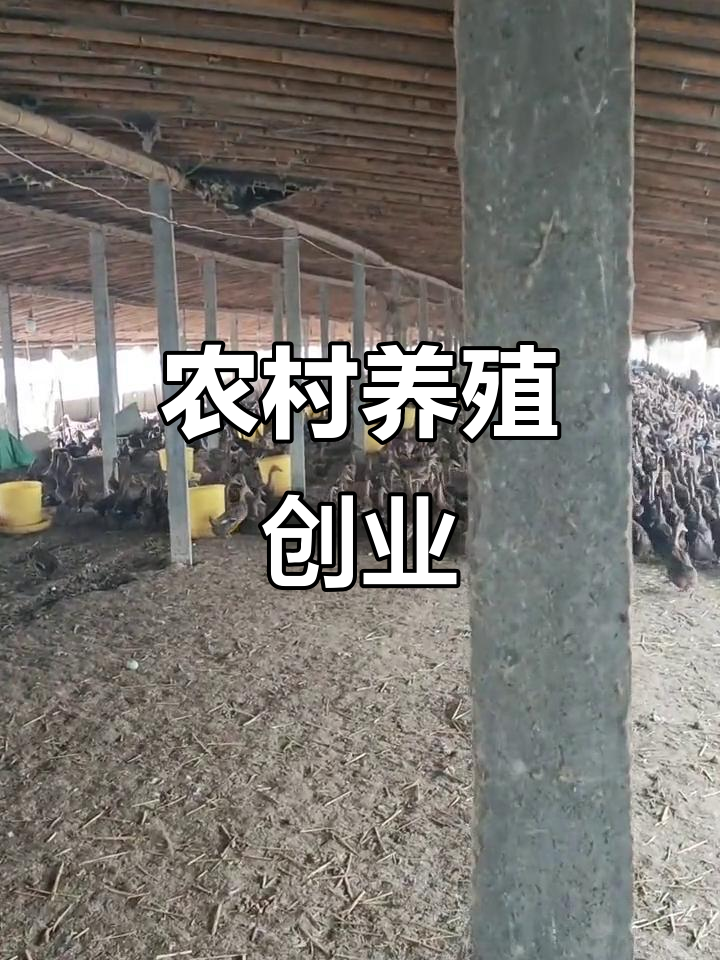 农村创业养殖加盟技术怎么样(农村创业养殖加盟技术怎么样啊)