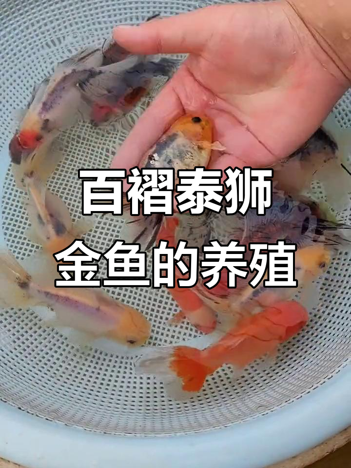 百褶泰狮金鱼养殖技巧,轻松掌握观赏鱼养护