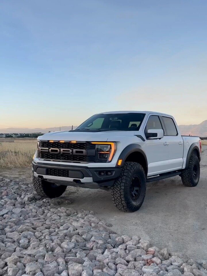 白色猛禽另有一番风味