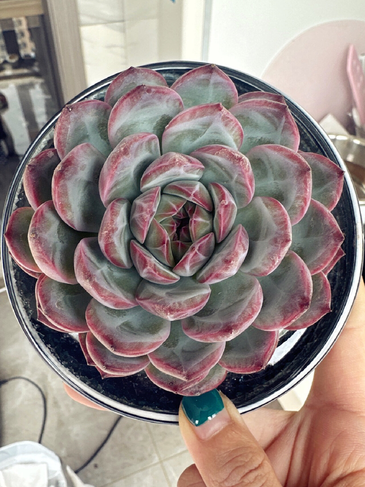 自己种的两盆红袖都出了暗纹～好喜欢