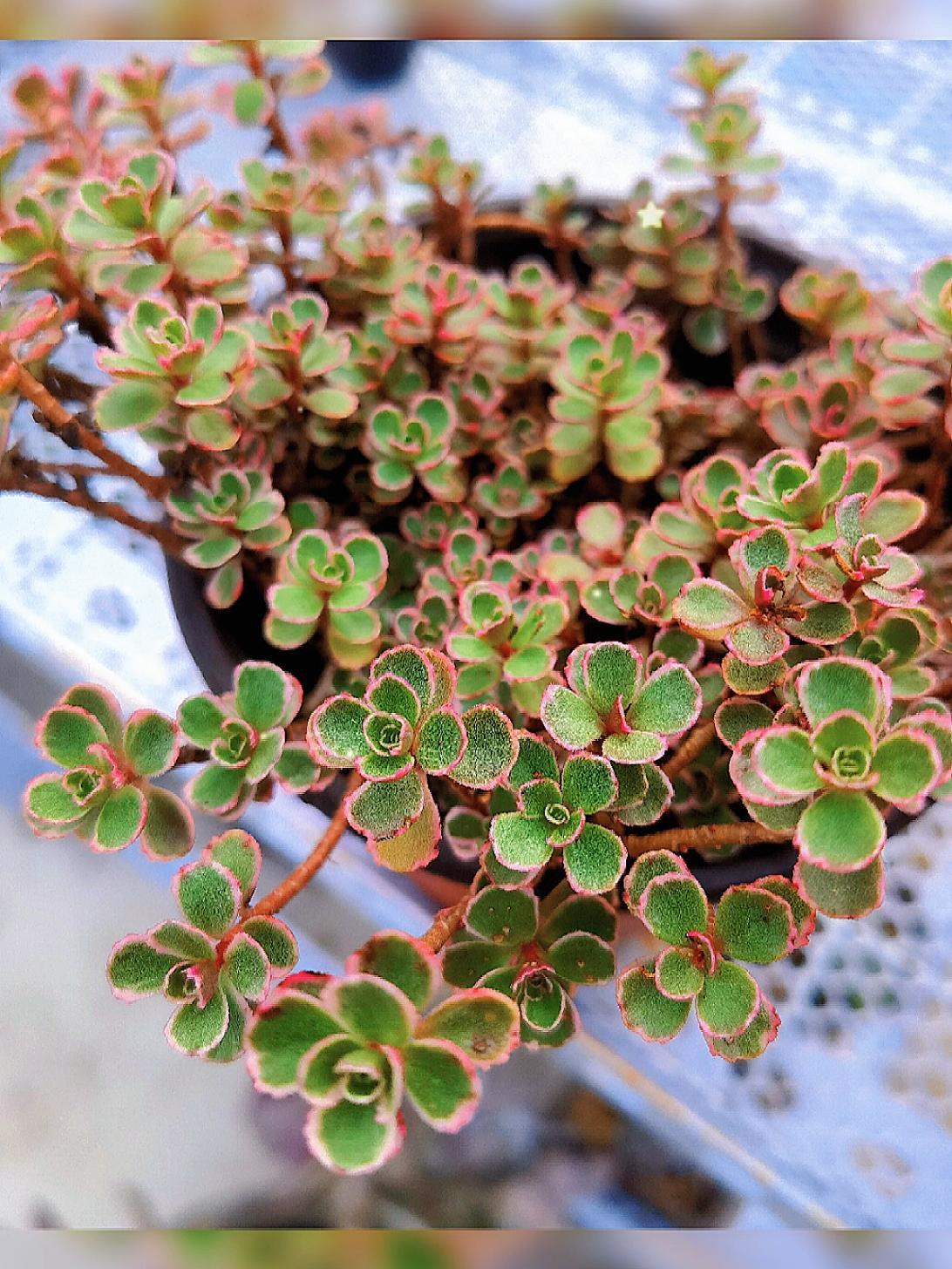 每日一肉 小球玫瑰锦 多肉植物 多肉 肉肉的世界 植物 一起养花