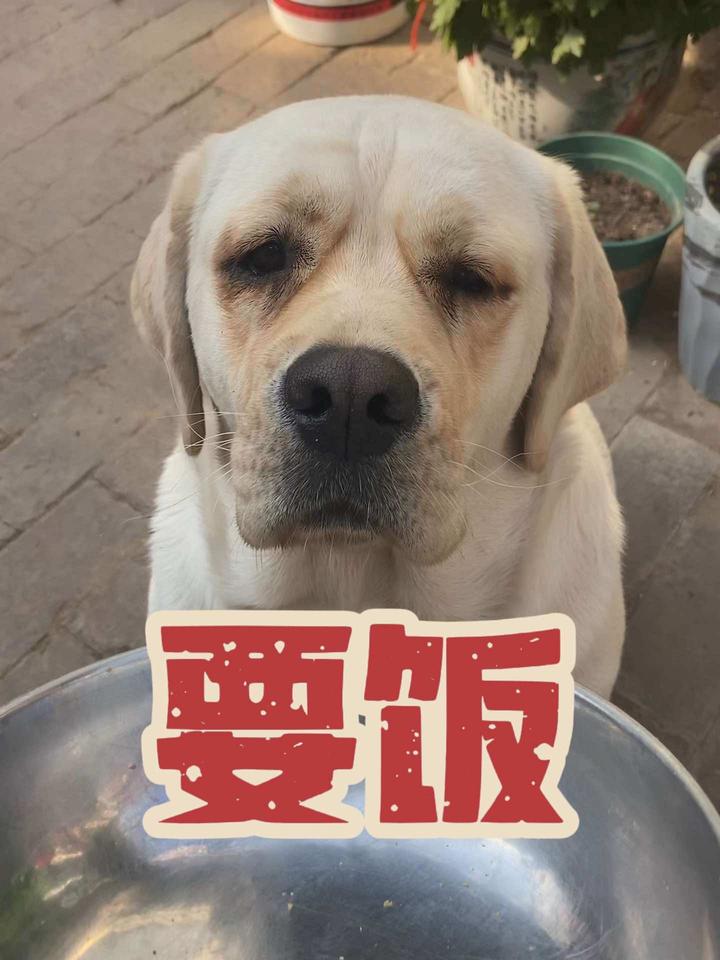 填满狗盆全靠脸大,拉布拉多