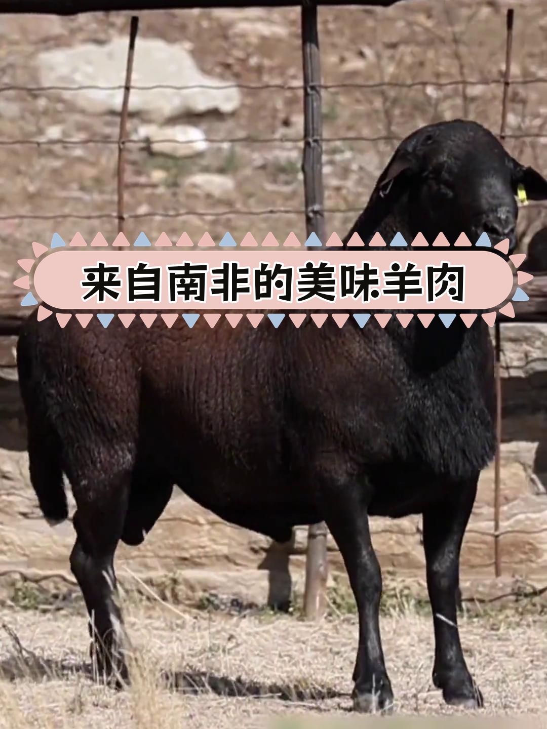 肉羊大师羊图片