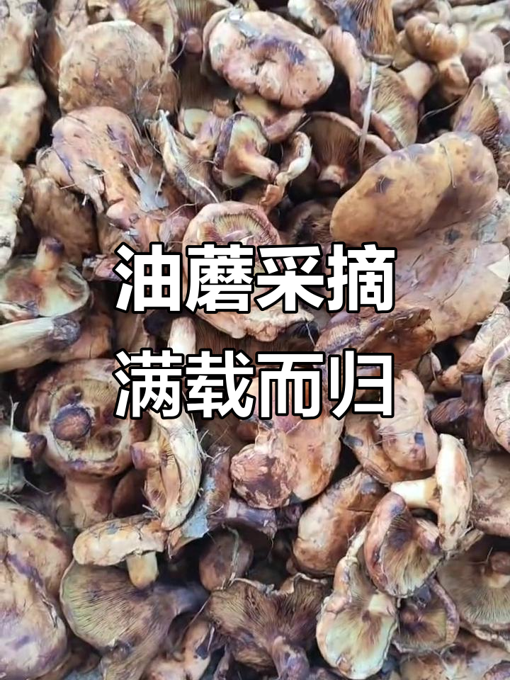 采蘑菇大丰收,油蘑满满一篮子
