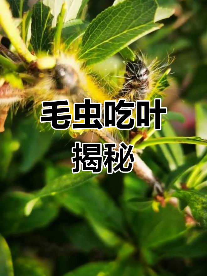 东北贴树皮图片大全图片