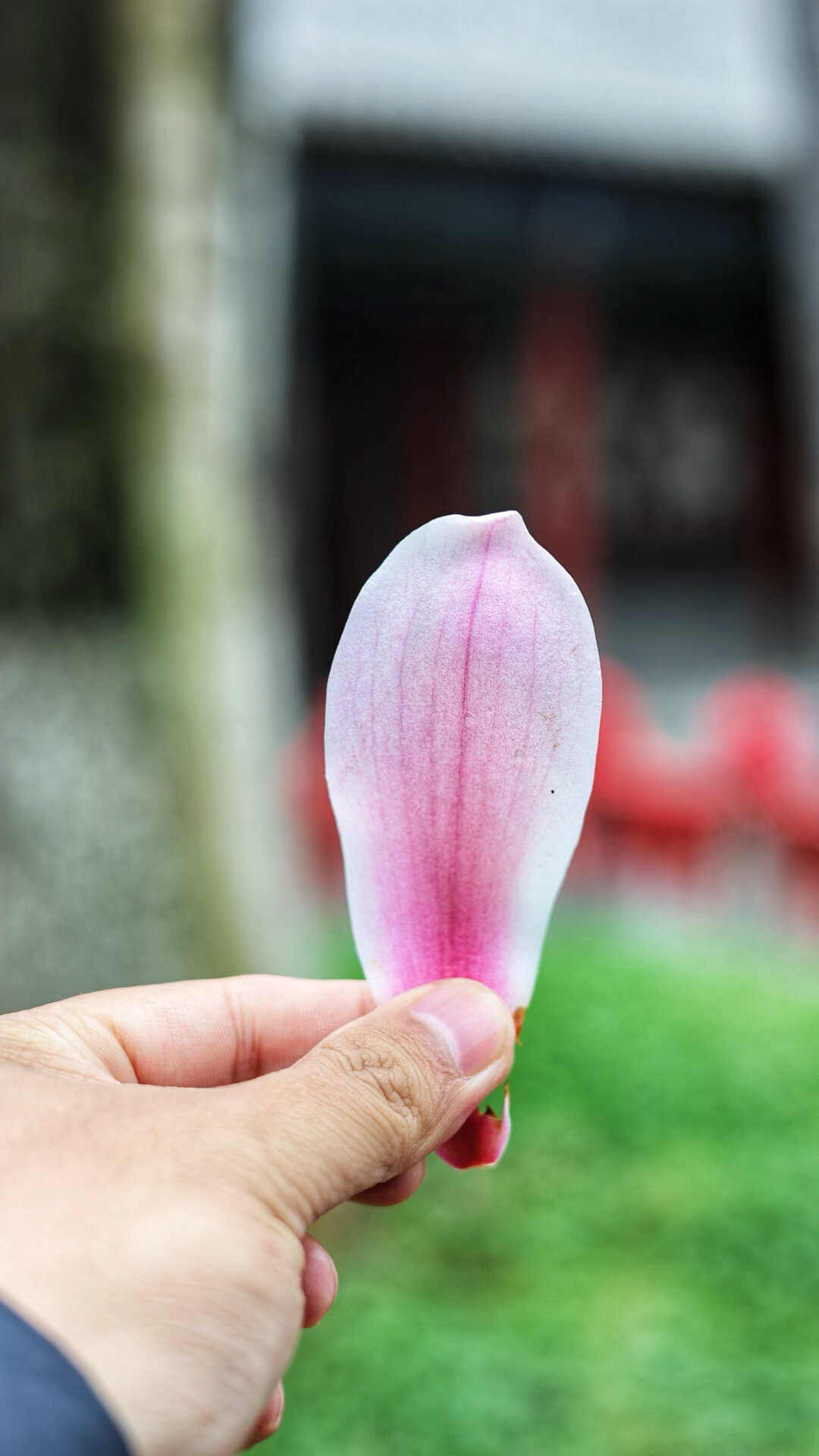 世界唯一一株400多岁古旱莲早春绽,花瓣都被捡的干干净净绽放.