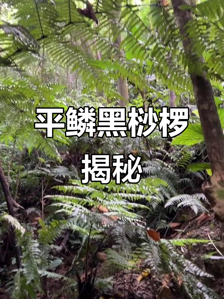 探秘国家重点保护植物:平鳞黑桫椤