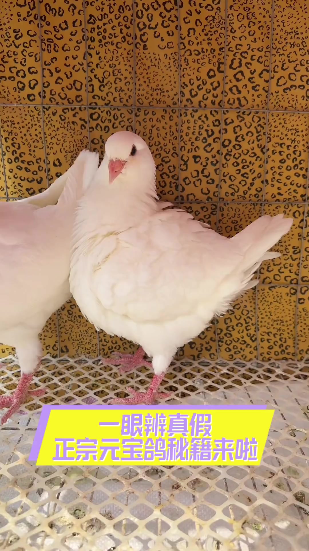 一眼辨真假,正宗元宝鸽秘籍来啦