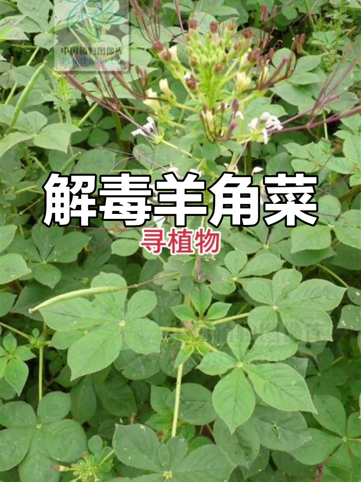 羊角菜:清热解毒的神奇植物