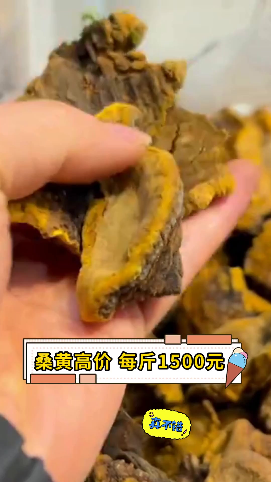 桑黄高价,每斤1500元