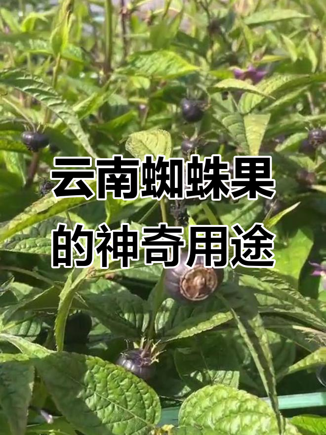 云南野生蜘蛛果:叶子,果实都能吃,根还能煲汤