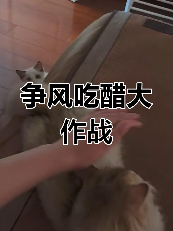 争风吃醋引发的尴尬瞬间,谁才是最终赢家?