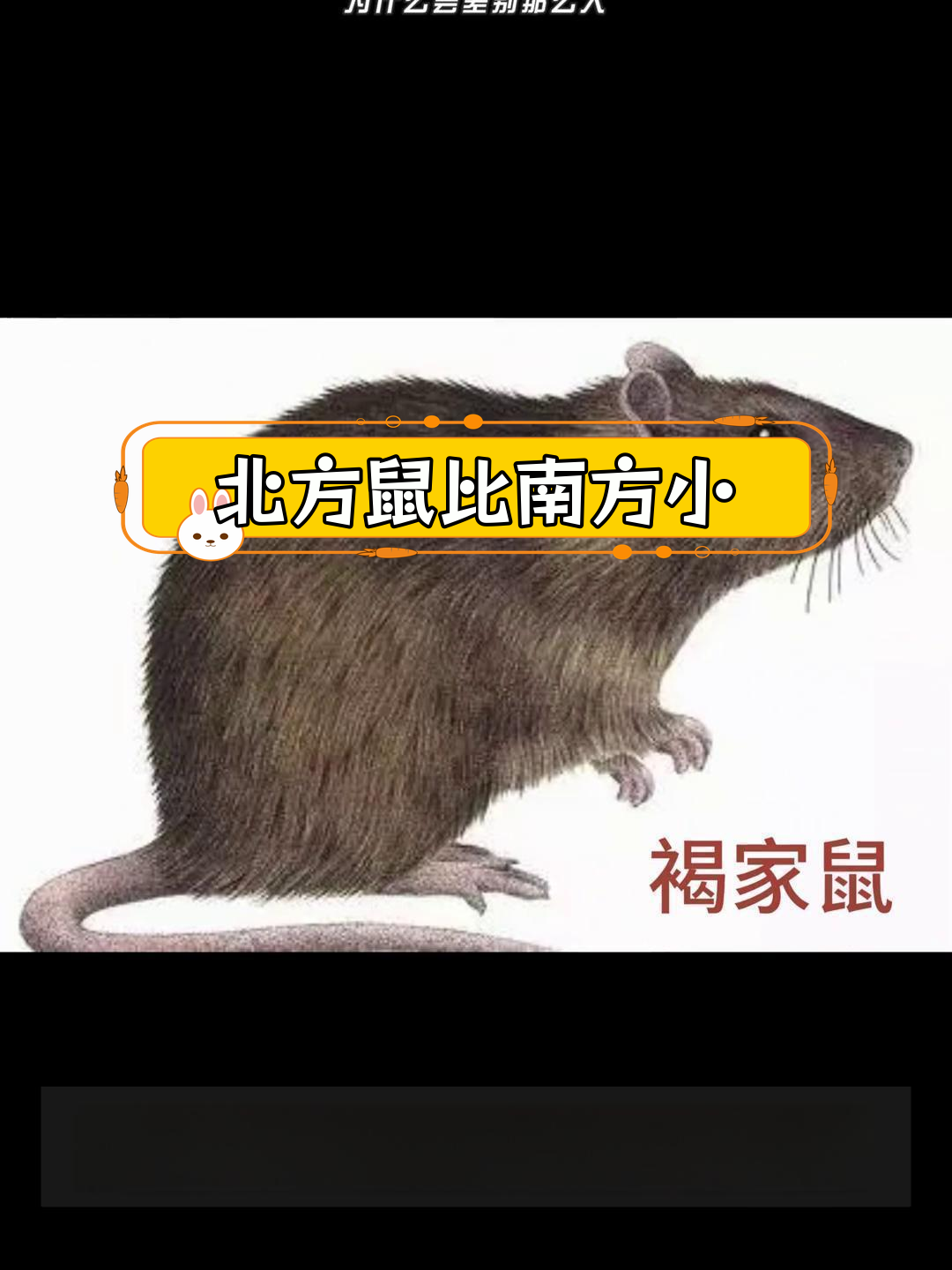 南北老鼠差异揭秘:体型大小大不同