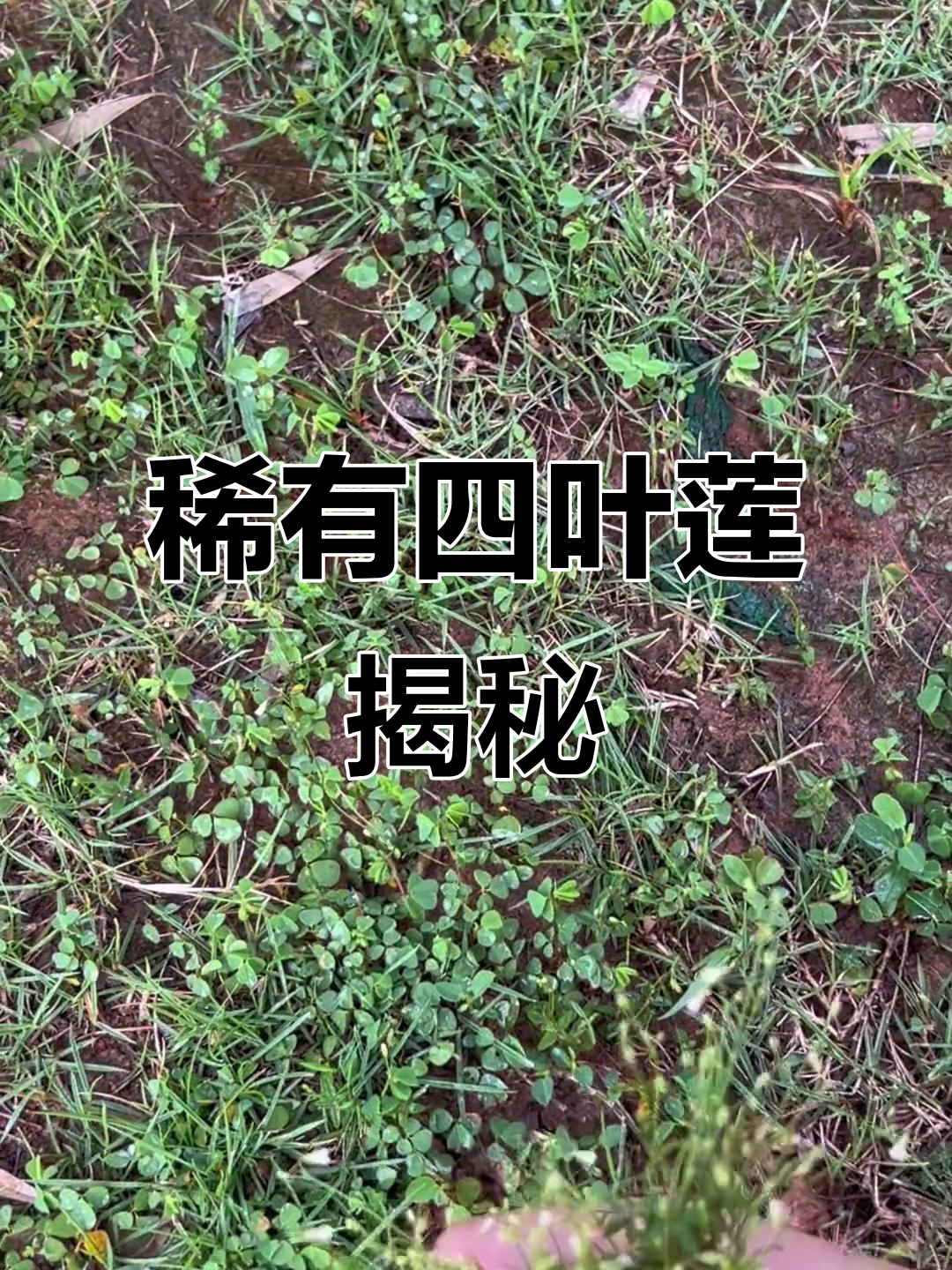 四叶莲,稀有的自然宝藏,你见过吗?
