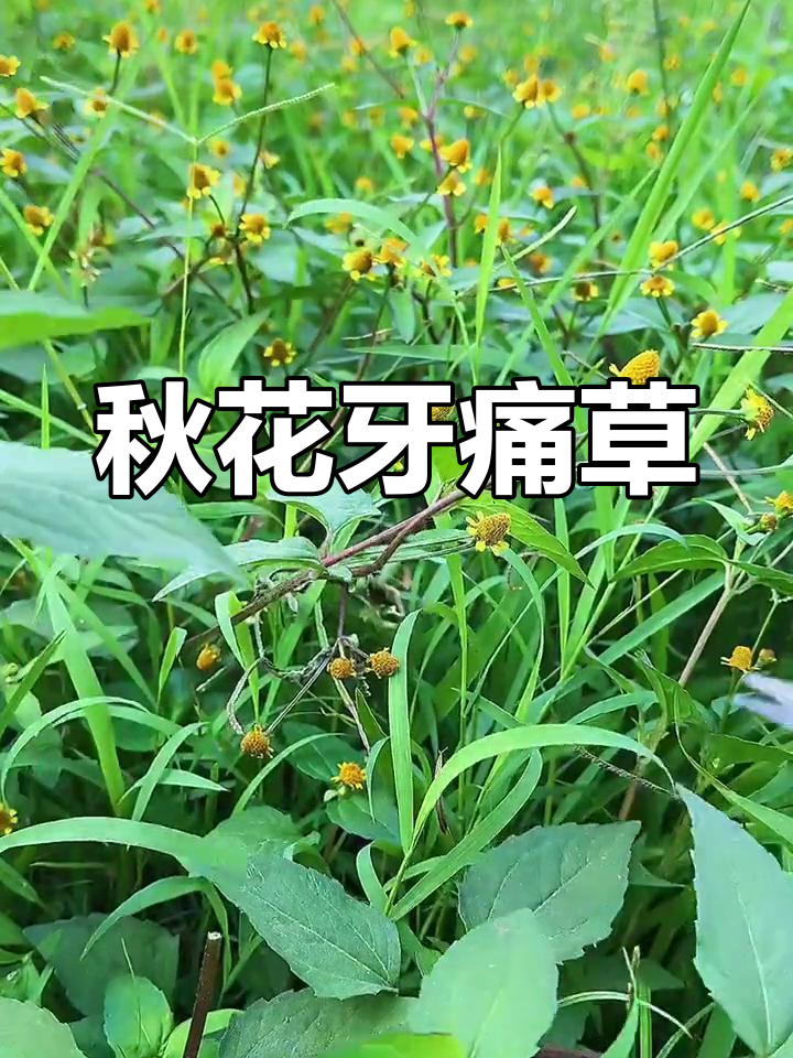 治牙疼的植物名称图片图片