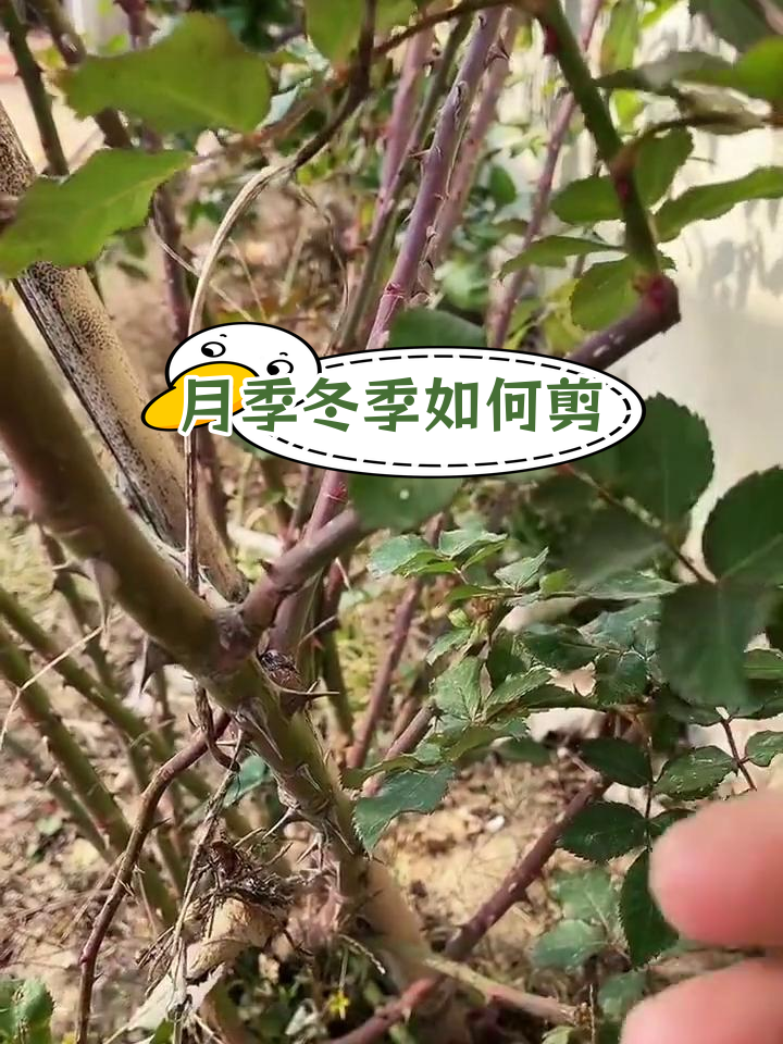 月季花冬季剪枝方法图片