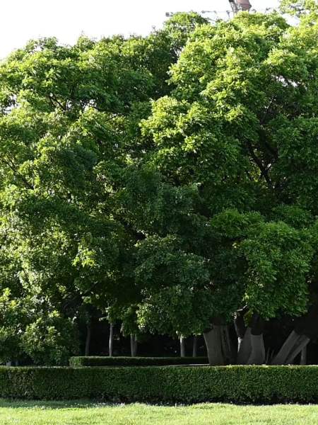 泉城公园的百年朴树真的太绝了