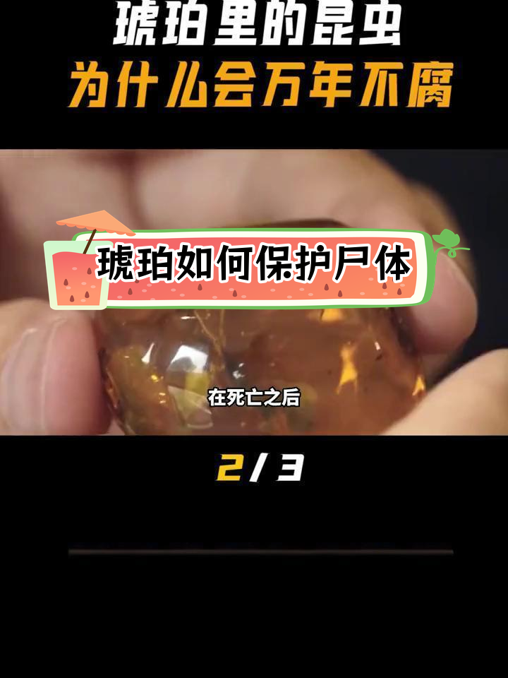 琥珀中的昆虫为何能保存万年不腐?