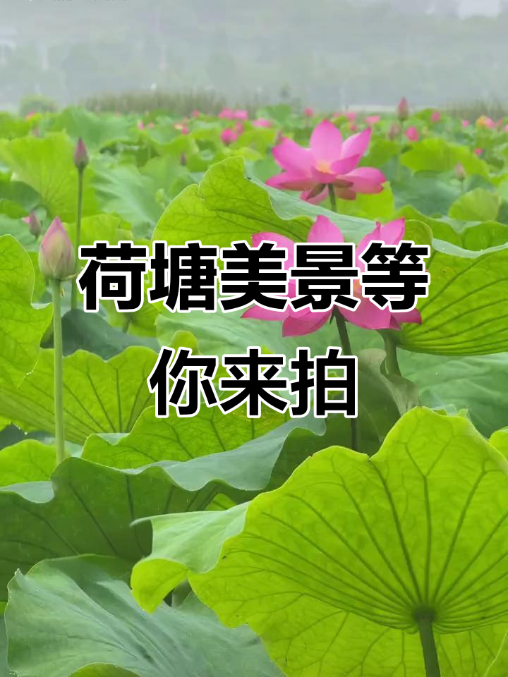 安龙招堤荷花盛开,无论什么天气都美得让人心动