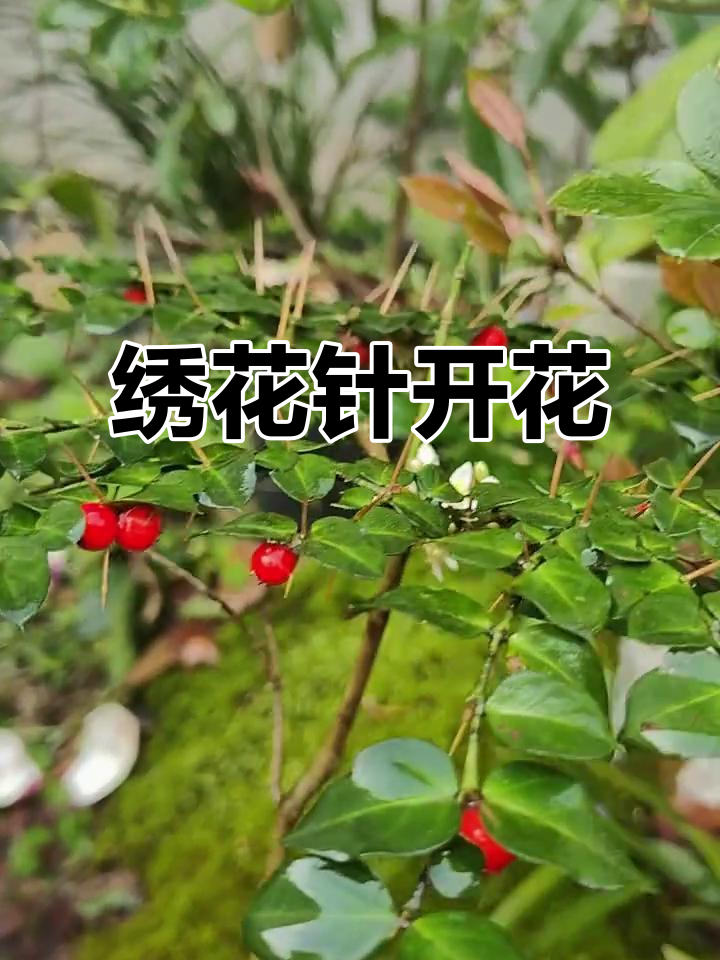 绣花针花开,满树繁星般的美丽