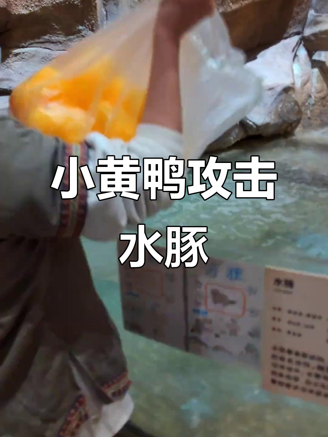 小黄鸭围攻水豚三兄弟,卡提巴拉被吓跑