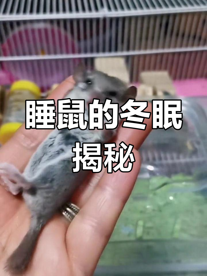 西班牙睡鼠冬眠全过程,竟然是这样!