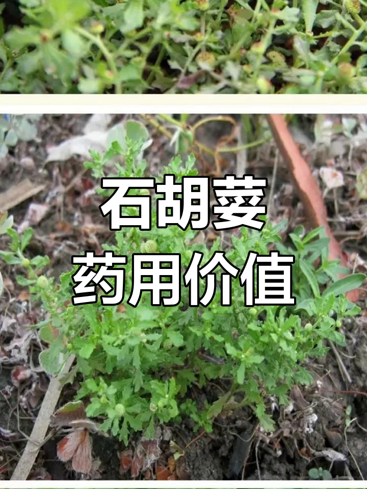 鹅不食草的多种别名与功效
