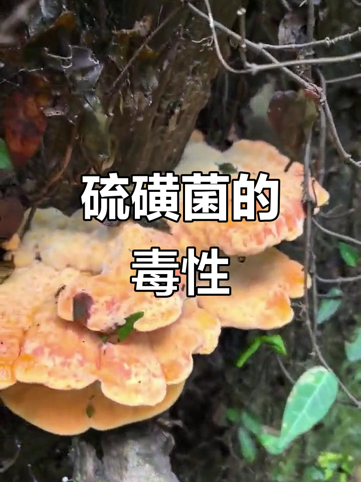 板栗树上的硫磺菌,微毒但嫩时可尝