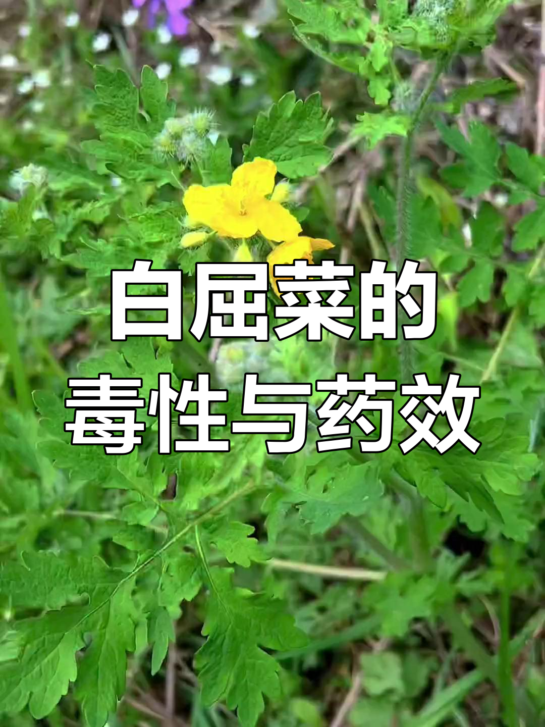 白屈菜为什么叫断肠草