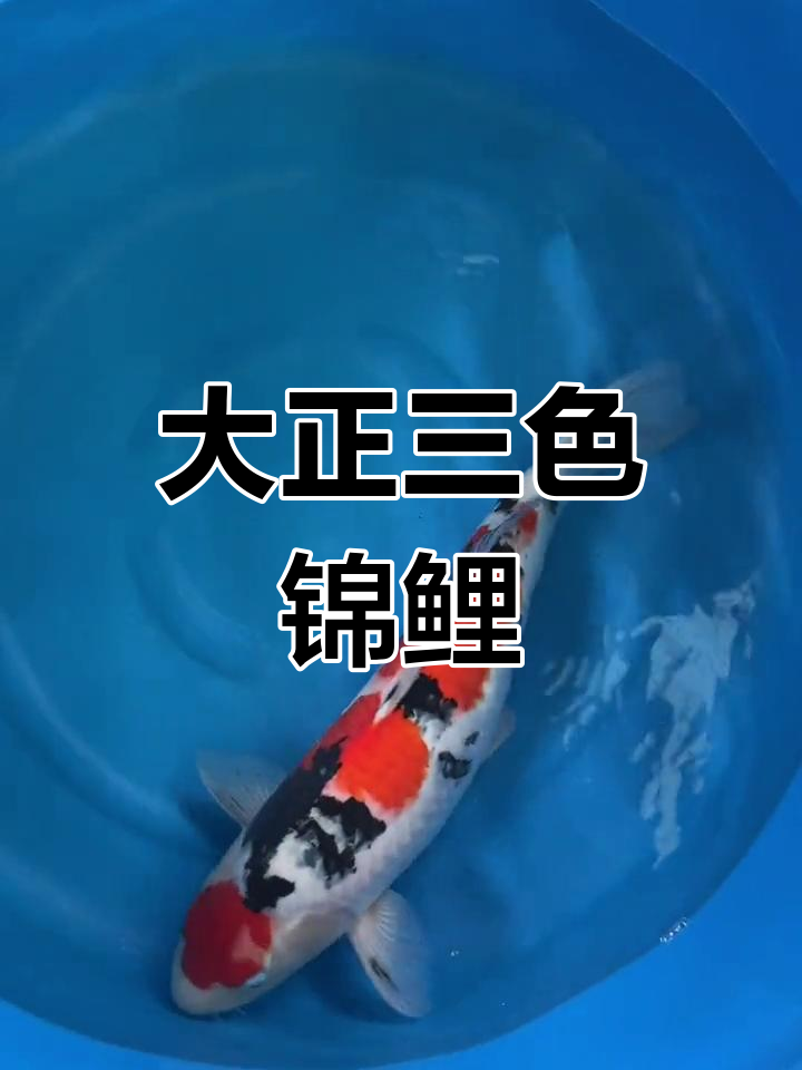 53cm大正三色锦鲤,兔年好运连连