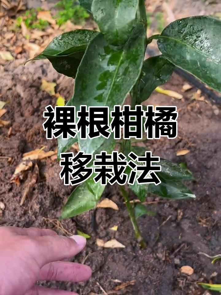 柑橘树移栽技巧 如何正确修剪与施肥