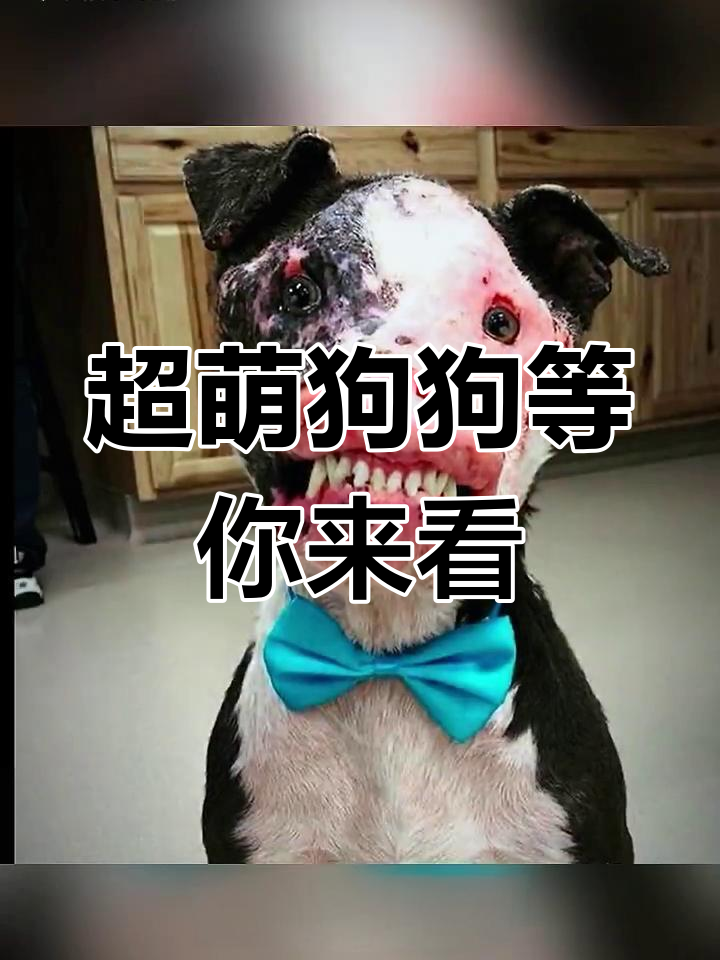 抖音四只狗=抖音四只狗哈尼什么品种