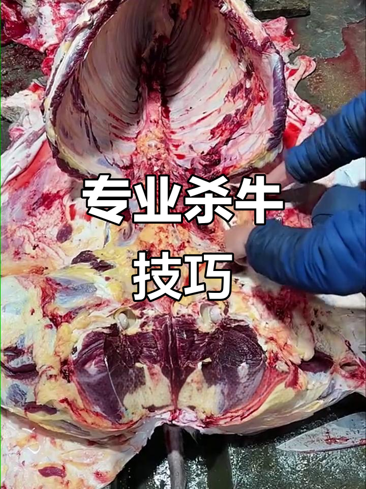农村杀牛现场,技艺精湛瞬间完成扒皮去肠