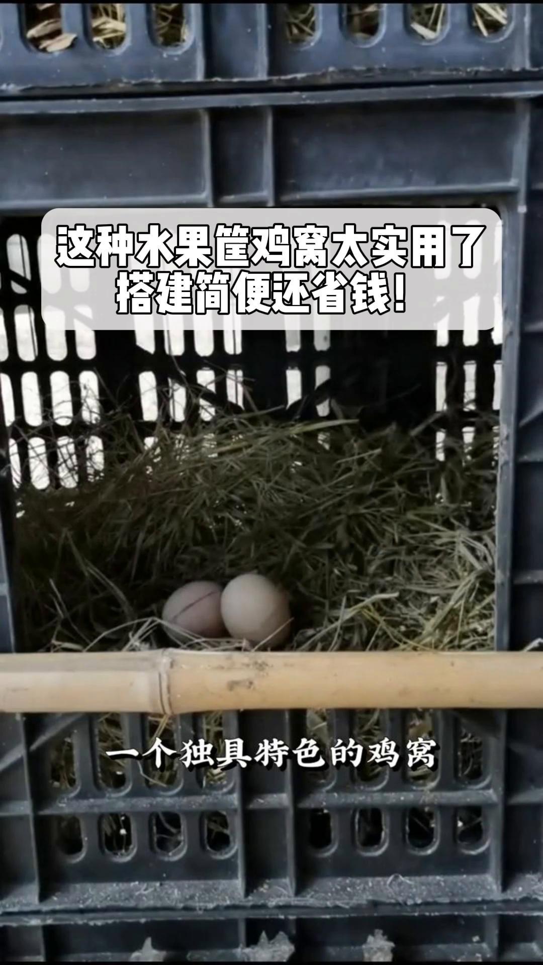 这种水果筐鸡窝太实用了,搭建简便还省钱!