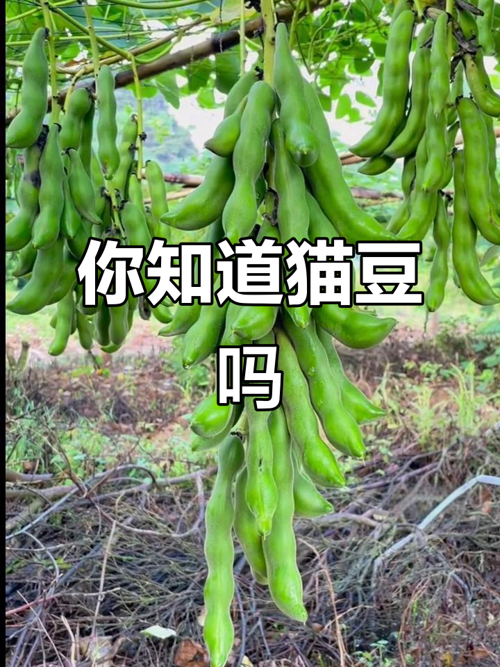 猫豆狗爪豆,你们那里叫它什么?