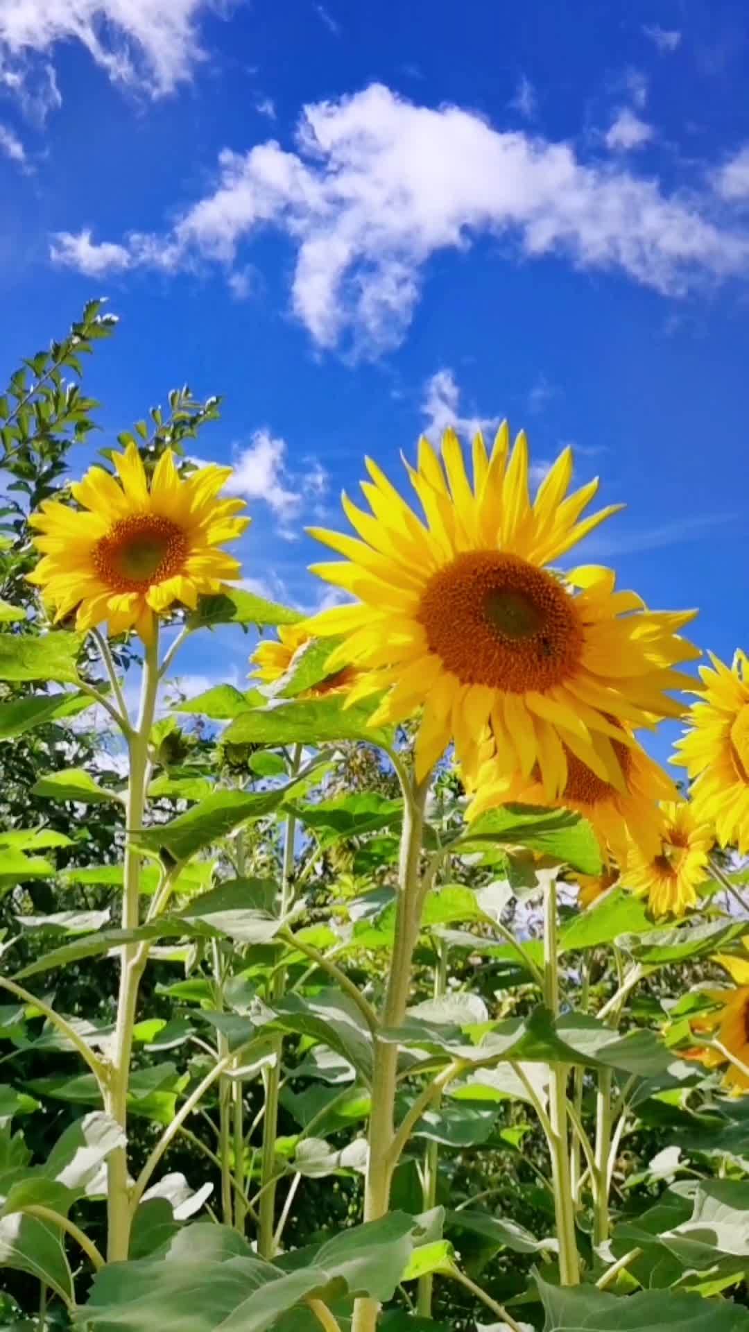 希望这个秋天爱与好运同在 给自己一个微笑让心情豁然开朗