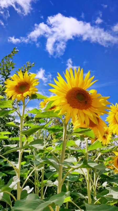 希望这个秋天爱与好运同在 给自己一个微笑让心情豁然开朗