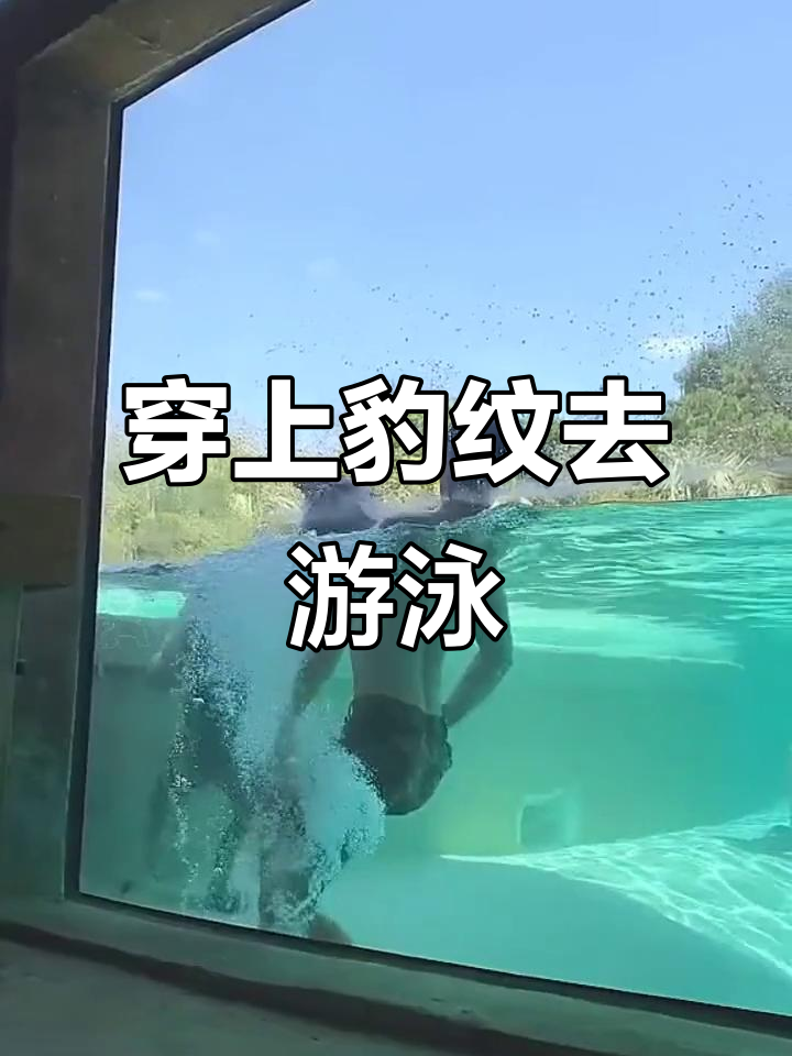 豹纹泳衣亮相,人与动物和谐共处瞬间