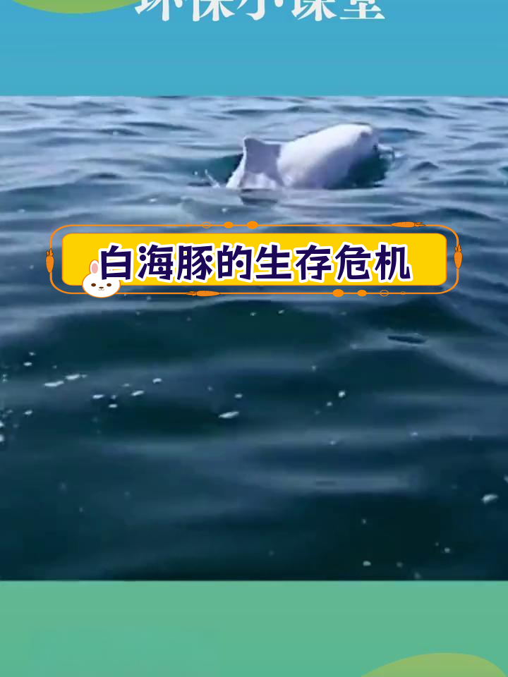 中华白海豚:水中的珍稀舞者