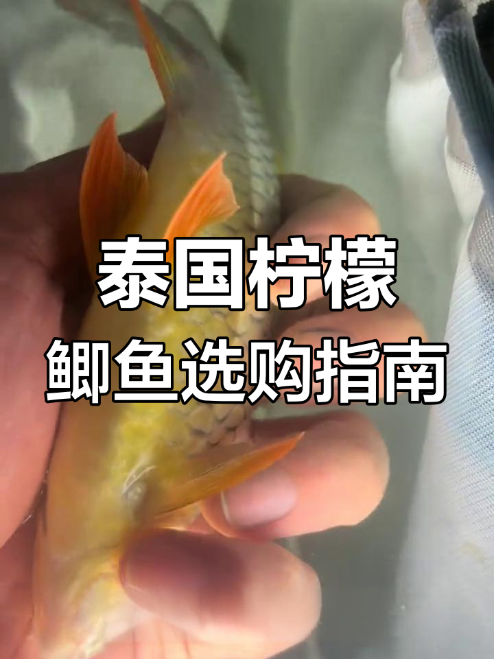 泰国野生柠檬鲫鱼:颜值与性格并存,如何挑选最合适的?