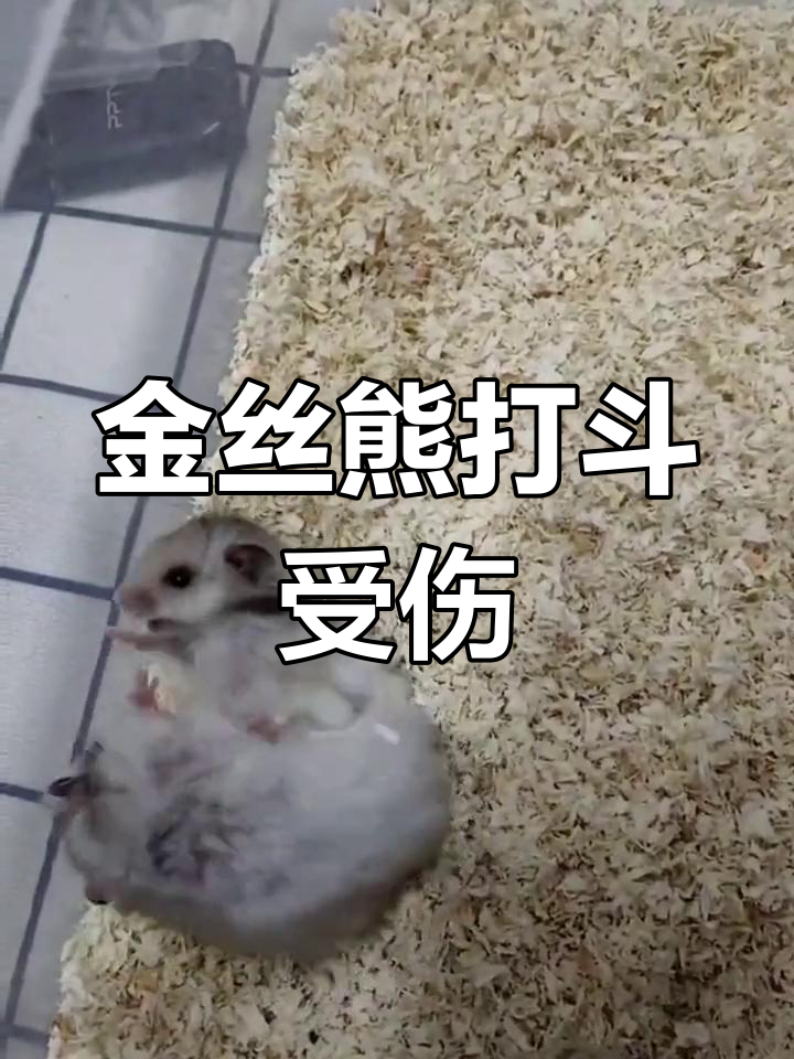 金丝熊公母打架,小灰被咬得惨不忍睹