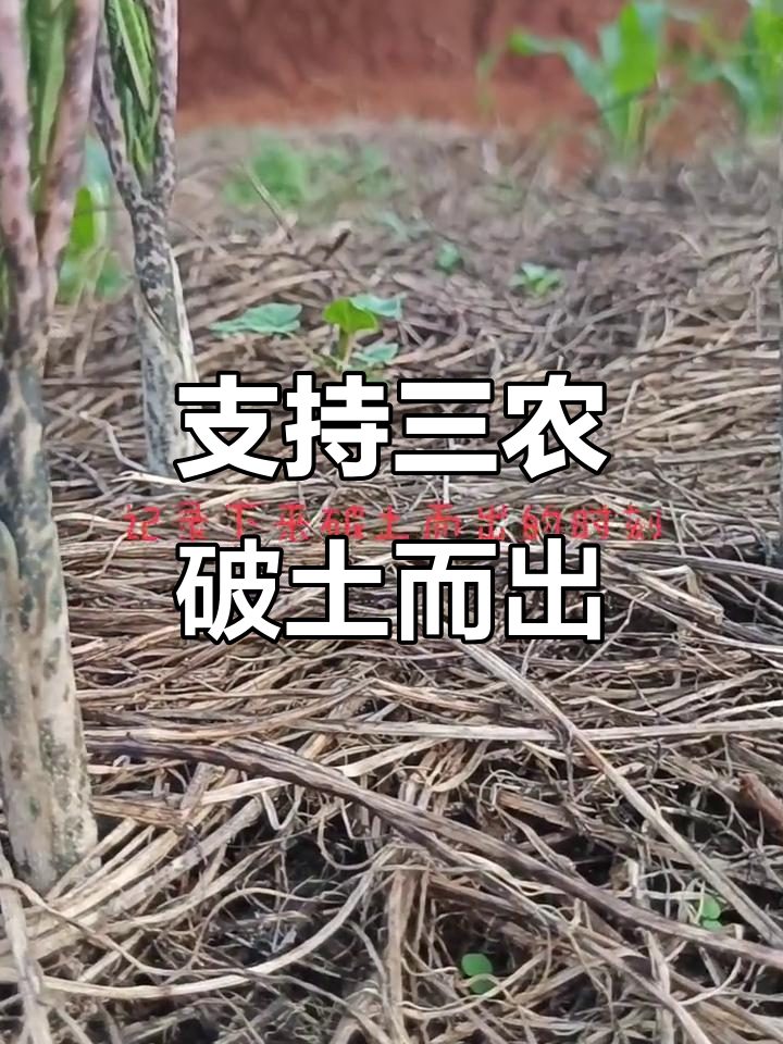 农村发展致富项目大全图片(在农村发展的致富项目有哪些)