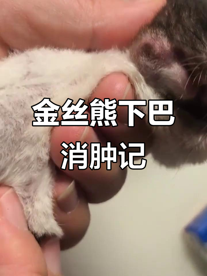 仓鼠金丝熊下巴肿包,一天内神奇消退