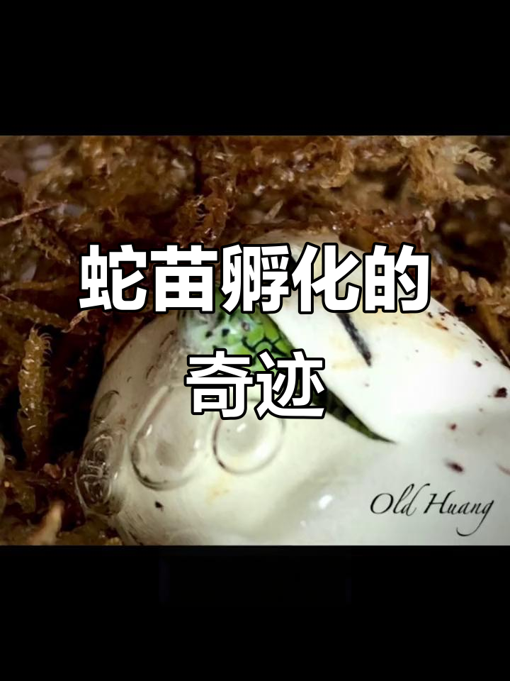 蛇苗孵化全过程:从血丝到破壳,两个月辛苦终于迎来新生