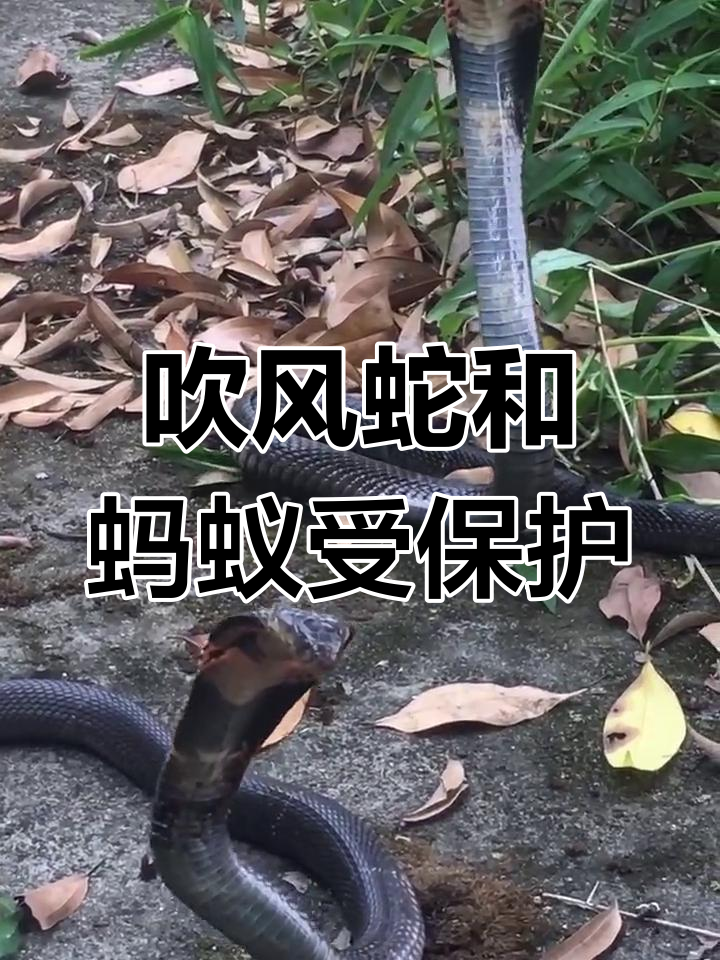 保护动物:吹风蛇与蚂蚁的新地位
