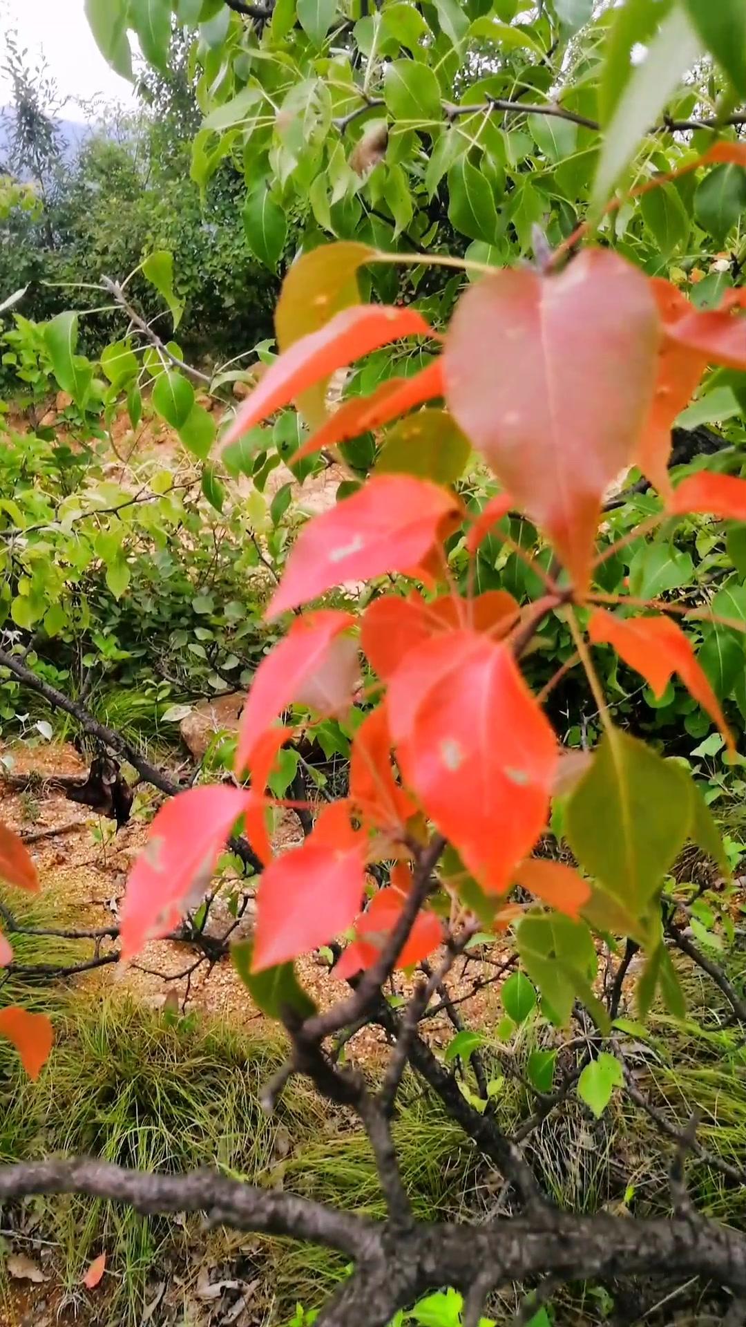 棠梨是里仁红叶山的第二大红叶树种-度小视